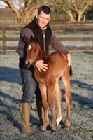 First foal for Newmarket winner Shamexpress